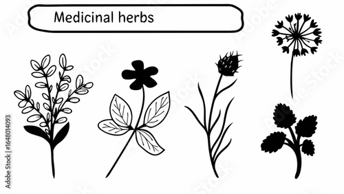 Illustration of medicinal herbs including dandelion and various leafy plants