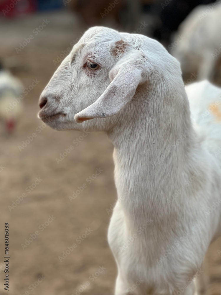 Fototapeta premium Profile of a young white goat with expressive eyes and floppy ears in a rural farm setting