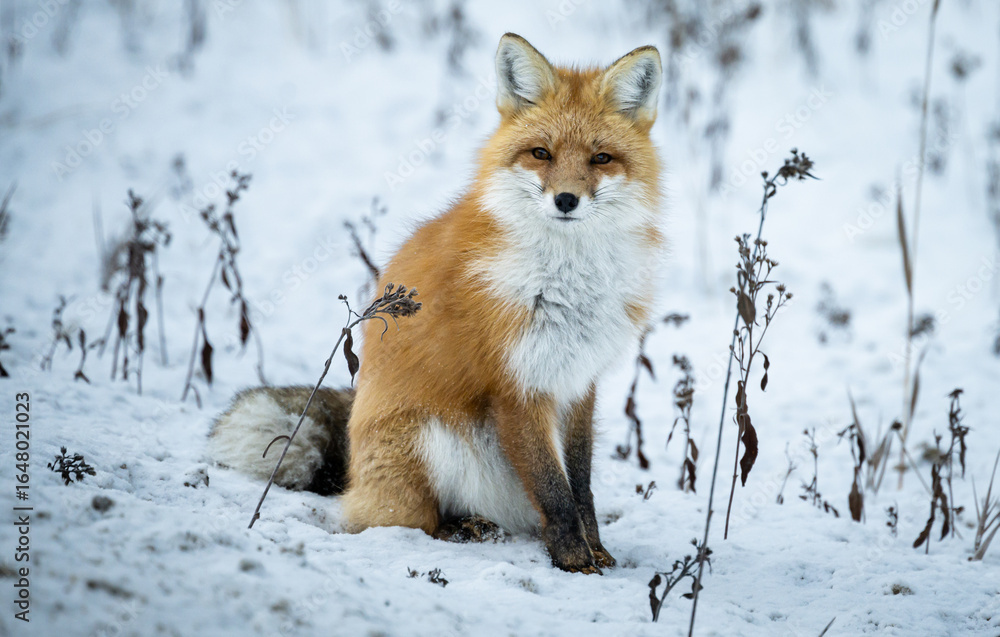 Obraz premium Red fox in the winter in the Canadian Rockies