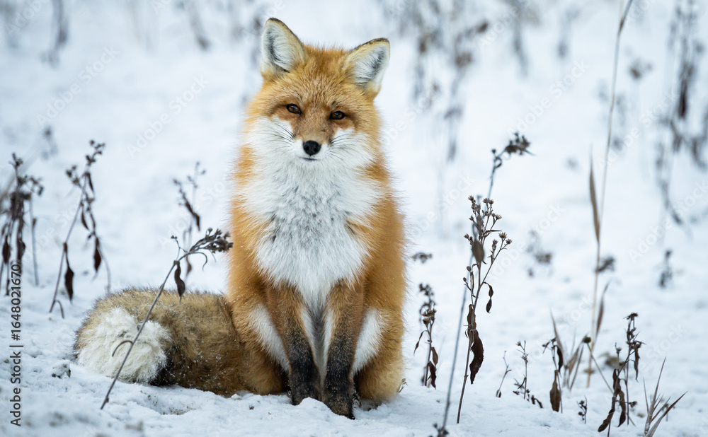 Obraz premium Red fox in the winter in the Canadian Rockies