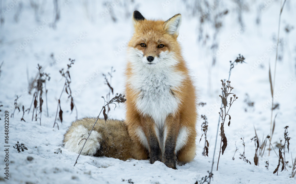 Obraz premium Red fox in the winter in the Canadian Rockies
