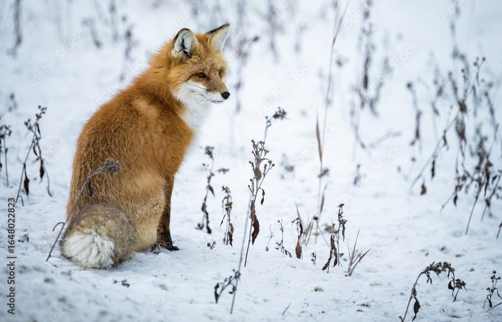 Obraz premium Red fox in the winter in the Canadian Rockies
