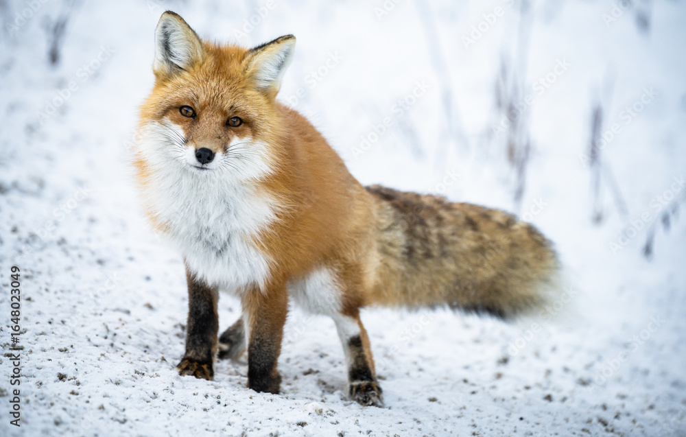 Obraz premium Red fox in the winter in the Canadian Rockies