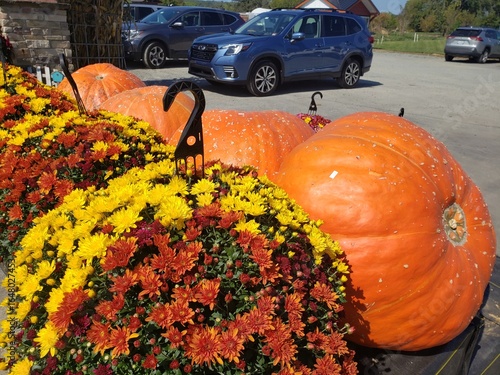 Fotografie giant picked pumpkins and flovers line the roadside in an autumn festival display
