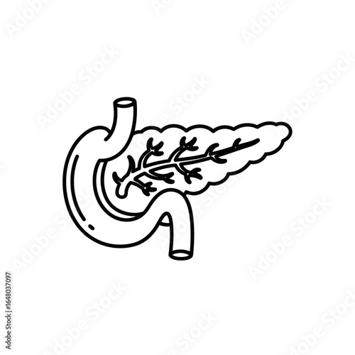 Anatomical illustration of the human pancreas and stomach, isolated on white background, representing the digestive and endocrine systems