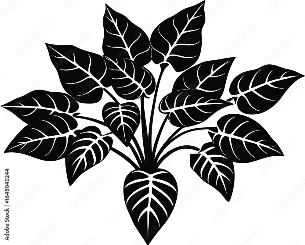 Obraz premium Maranta Flower Cluster Silhouette | Prayer Plant Flowers Silhouette