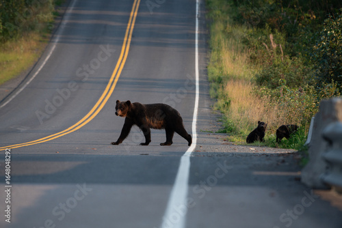 Grizzly bear on the coast of British Columbia