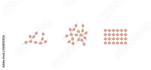 Carbohydrates. Polysaccharides, Starch, glycogen and cellulose. Vector Illustration.