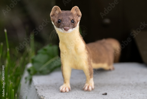 Long tailed weasel in the wild
