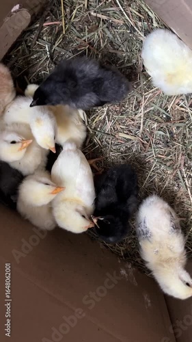 little yellow and colorful chickens in a box, top view, vertical video