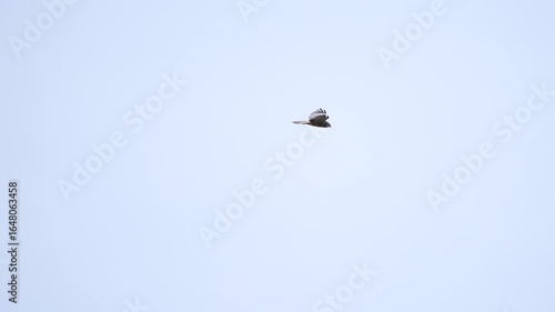 Wallpaper Mural A male western marsh harrier (Circus aeruginosus) flying through the air - slow motion Torontodigital.ca