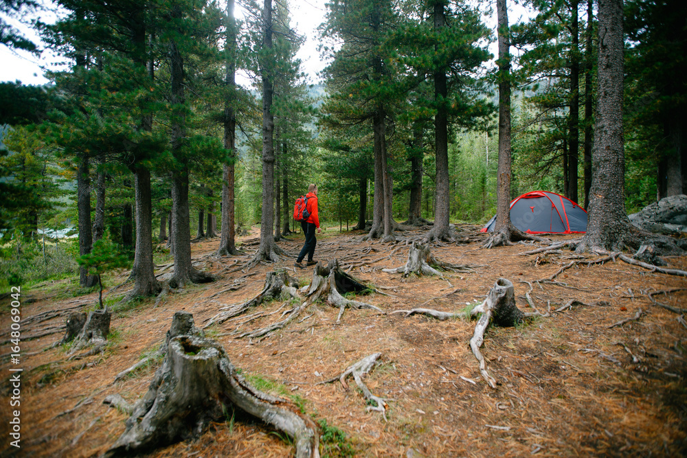 Fototapeta premium Caucasian male adult hiking in forest camp with red tent among pine trees, travel adventure outdoors concept