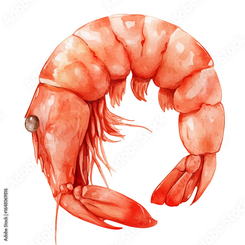 Shrimp, watercolor drawing vector, isolated on a white background.