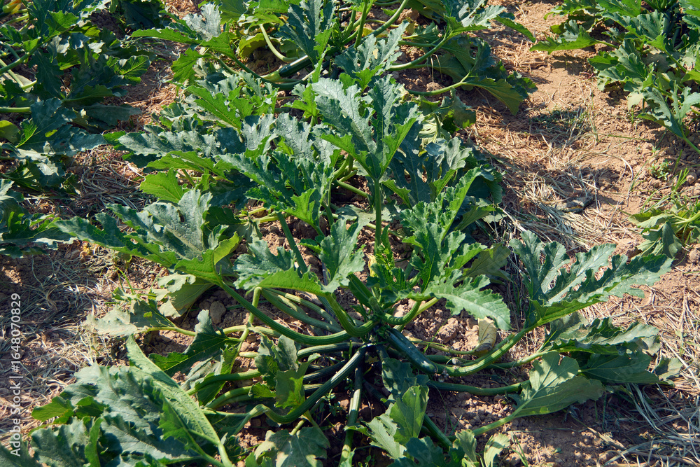 Fototapeta premium Detail of a zucchini plant in an agricultural field, with its large green leaves and fruits. A concept of natural growth.