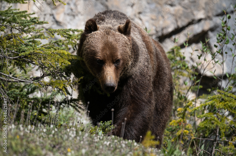 Fototapeta premium Grizzly bear in the Canadian Rocky Mountains
