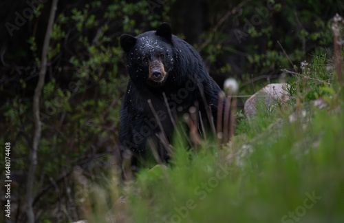 Black bear in the Canadian wilderness