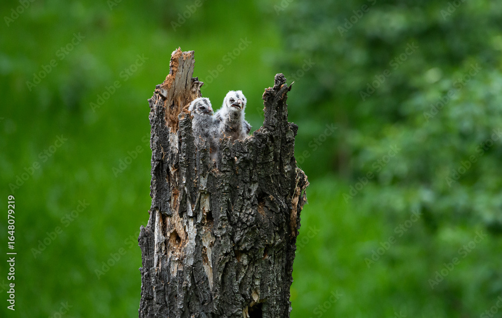 Obraz premium Great grey owl and its owlets in a nest