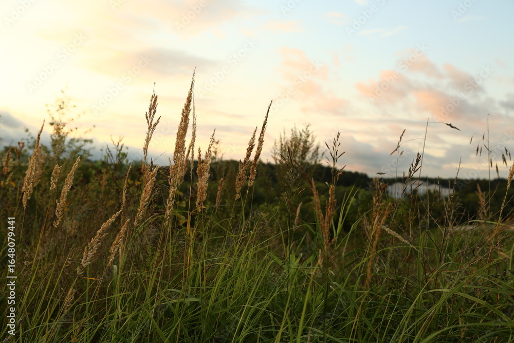 Obraz premium field of wheat under beautiful sunset sky