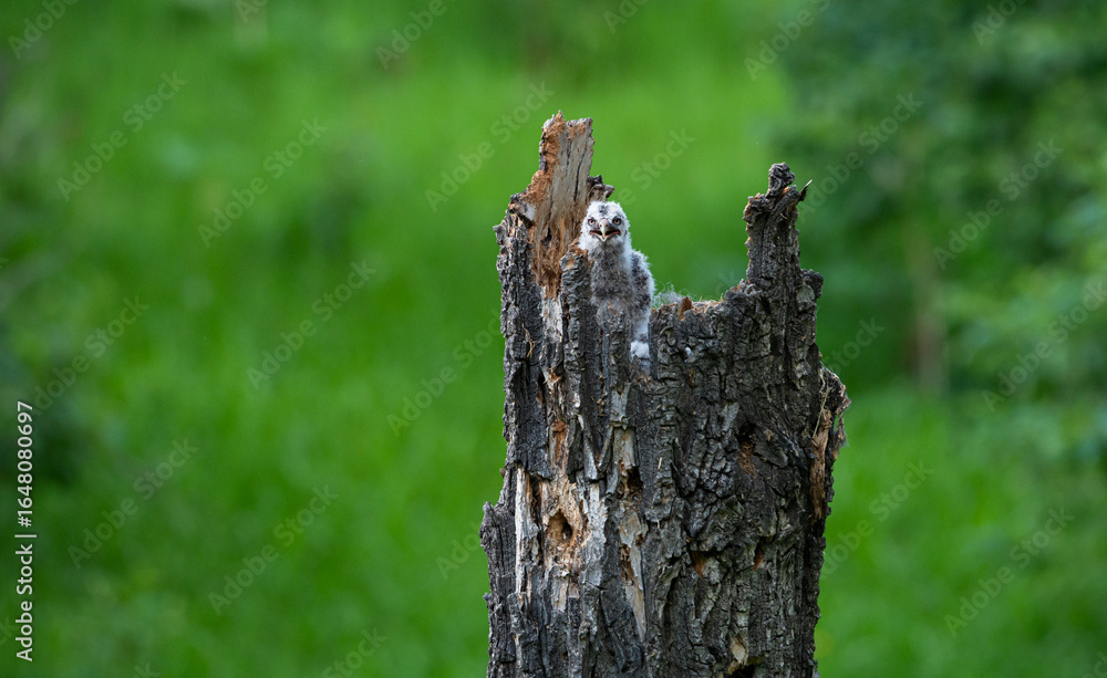 Obraz premium Great grey owl and its owlets in a nest