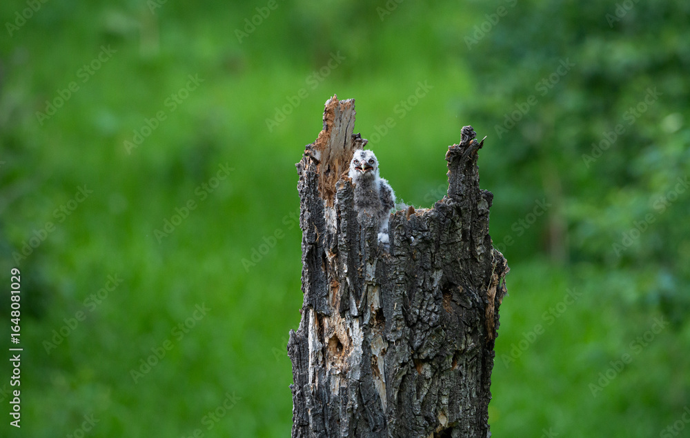 Obraz premium Great grey owl and its owlets in a nest