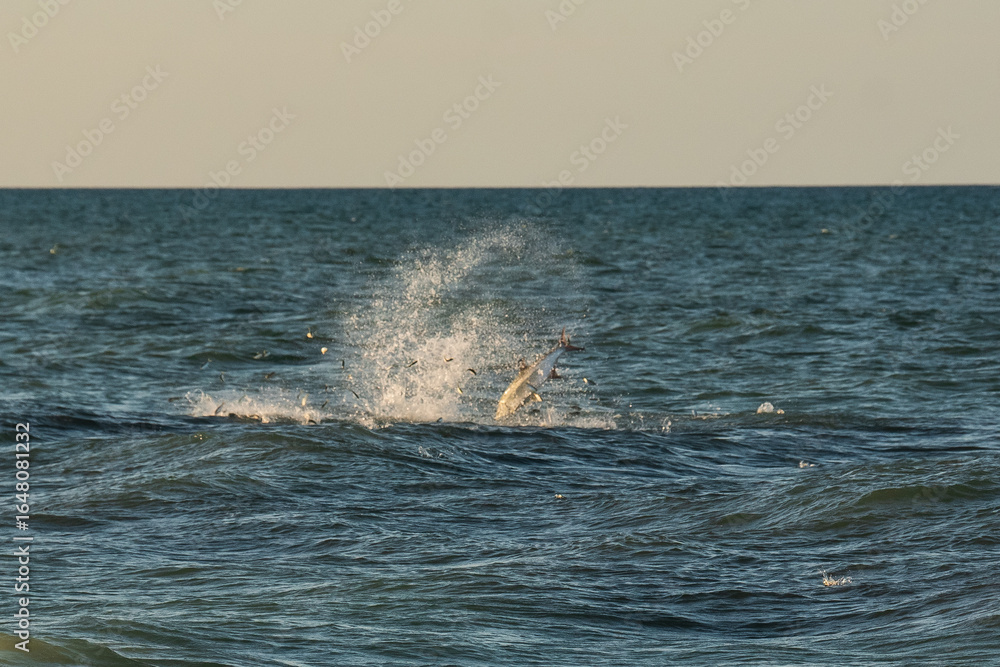 Fototapeta premium Big fish eating bait fish