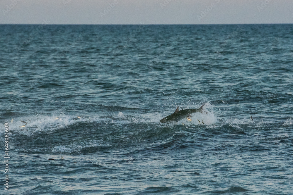 Naklejka premium Big fish in the ocean