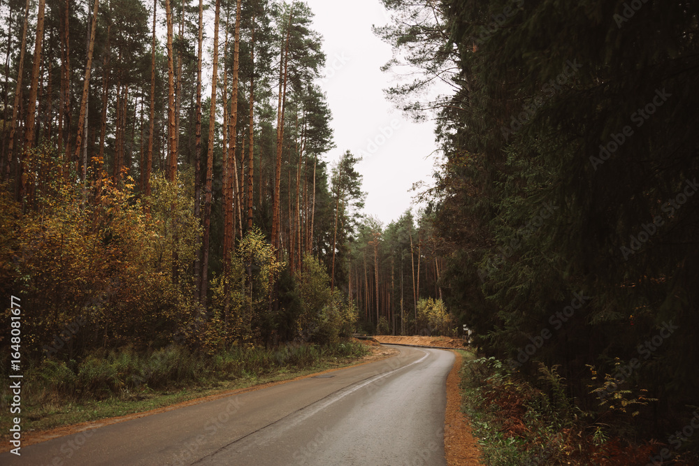 Obraz premium Road with fallen leaves in beautiful forest in golden autumn. Empty mountain road, trees with red and orange foliage in rain. Colorful landscape with wet road in woods in fall season. Transportation