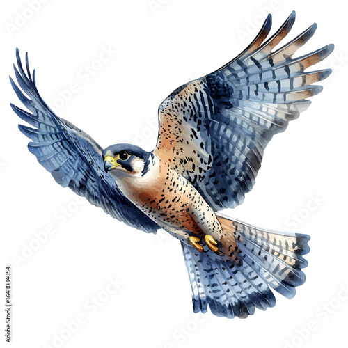 Peregrine Falcon, watercolor drawing vector, isolated on a white background.