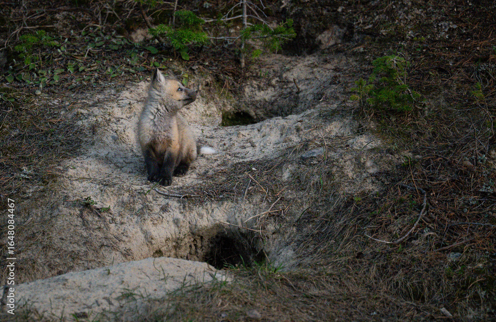 Fototapeta premium Red fox kits at their den