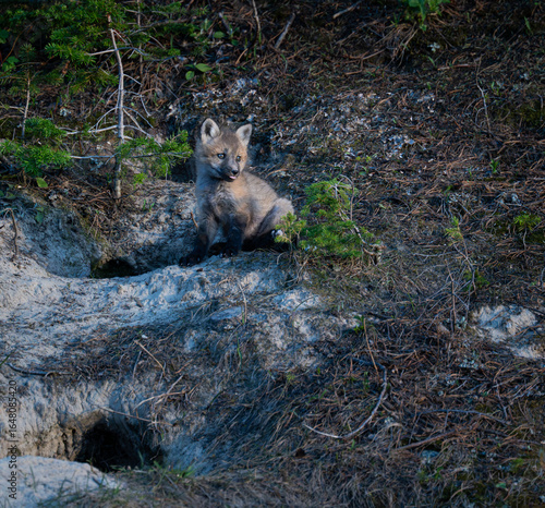 Quadro su tela Red fox kits at their den