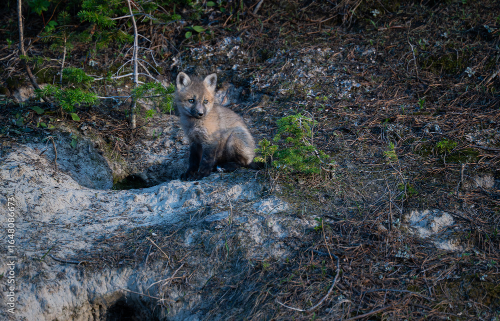 Naklejka premium Red fox kits at their den