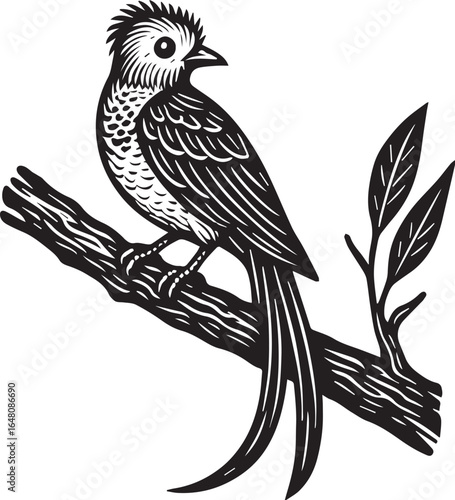 Black and white linocut illustration of a resplendent quetzal perched on a branch with long flowing tail feathers and stylized leaves.