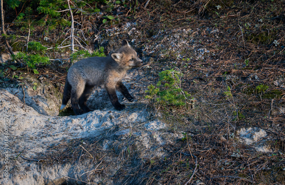 Fototapeta premium Red fox kit in Alberta, Canada