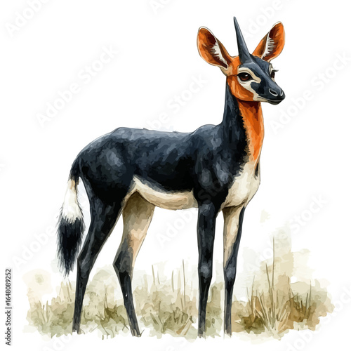 Okapi, watercolor clipart vector, isolated on a white background.