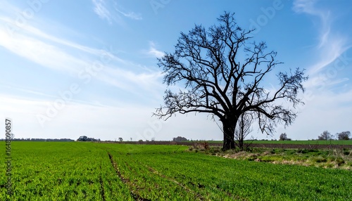 Hope After Destruction with a Blackened Tree and a Green Field