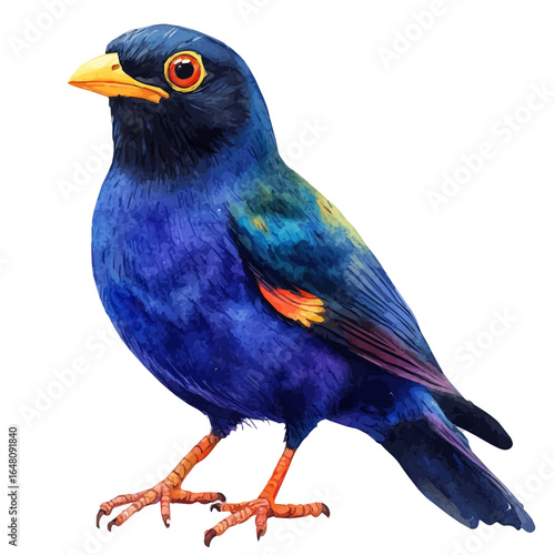 Myna Bird, watercolor illustration vector, isolated on a white background.