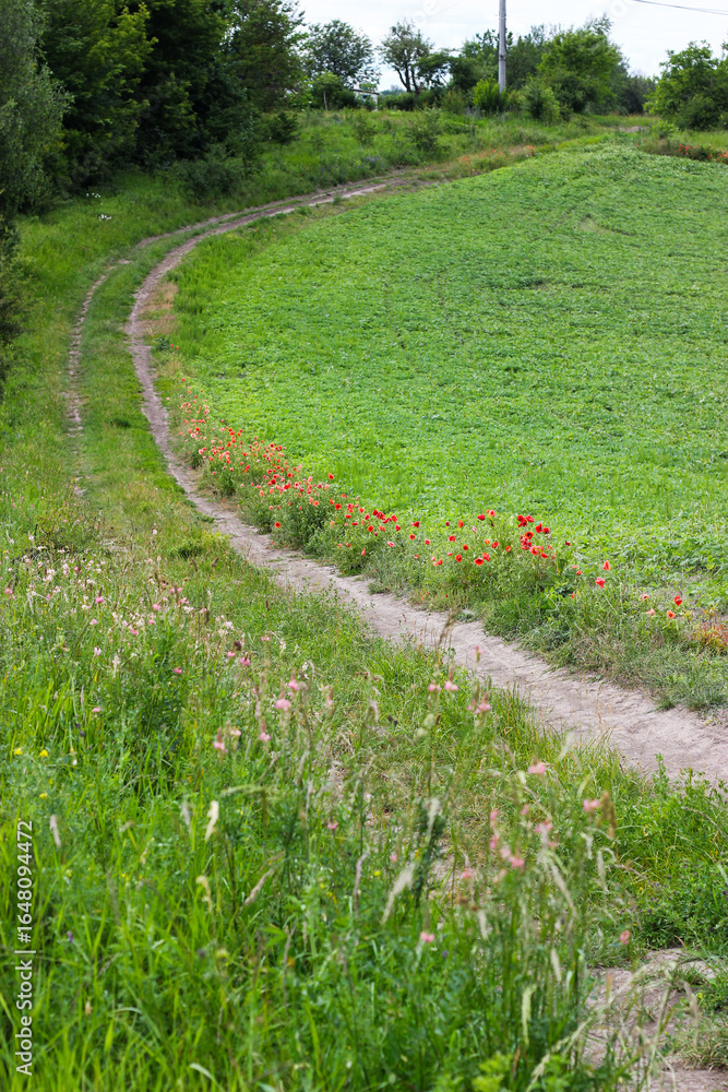 Obraz premium A country road with poppies along it. Rural landscape with blooming wildflowers, including red poppies along a country road in summer. Poppies in bloom along the country roads. Village road.