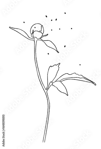 Peonies buds - black line drawing of flowers 