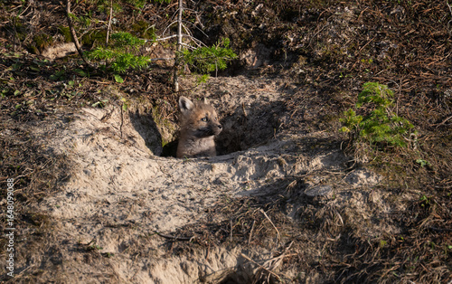 Wallpaper Mural Red fox kits in the Canadian wilderness in the spring Torontodigital.ca