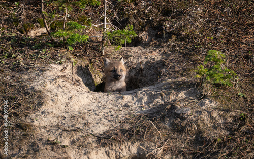 Wallpaper Mural Red fox kits in the Canadian wilderness in the spring Torontodigital.ca