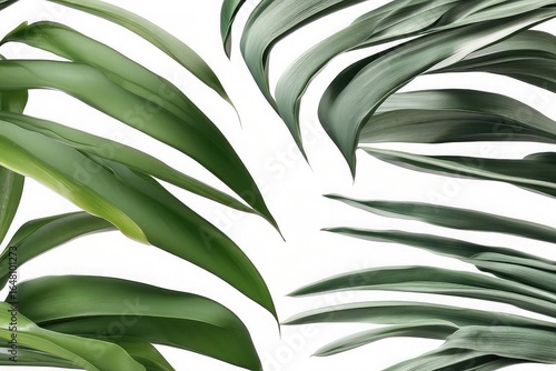palm tree isolated on whitepalm tree isolated on white