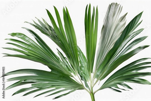 palm tree isolated on whitepalm tree isolated on white