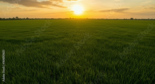 Lush green rice field during golden sunset with neat cultivation rows  aerial perspective of agricultural farmland and rural landscape