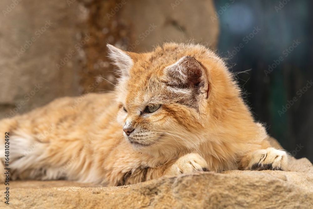 Fototapeta premium Portrait of a sand cat (felis margarita)