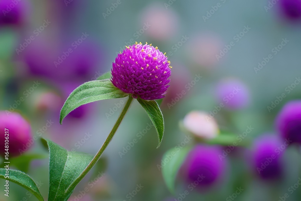 Fototapeta premium Gomphrena globosa also known as purple globe amaranth