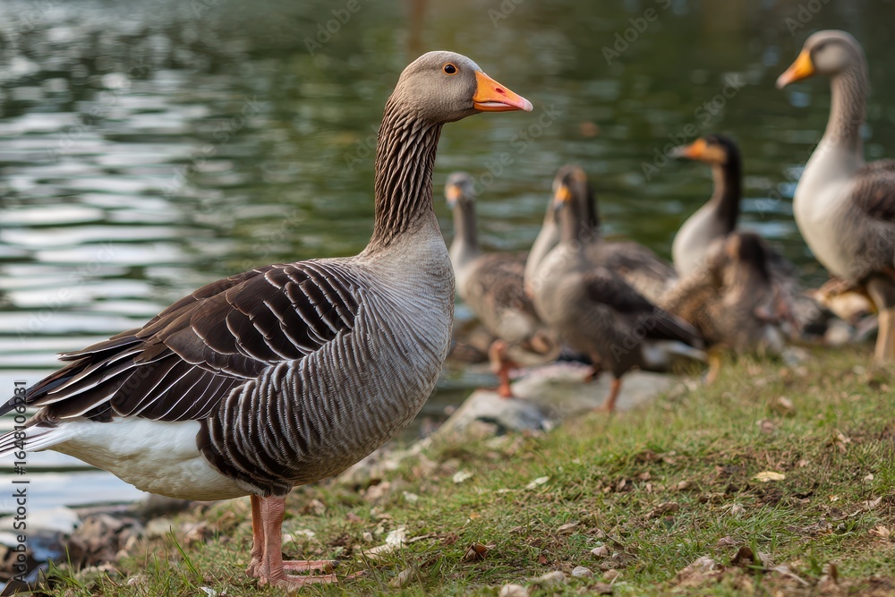 Goose near its pond with companions Goose near its pond with companions