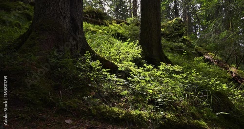 Summer coniferous forest, grass swaying in the wind and shadows cast by old trees, Oslo, summer in Norway, 4K, 60fps
