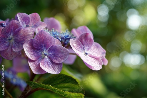 Wallpaper Mural Summer blooms of hydrangea Torontodigital.ca