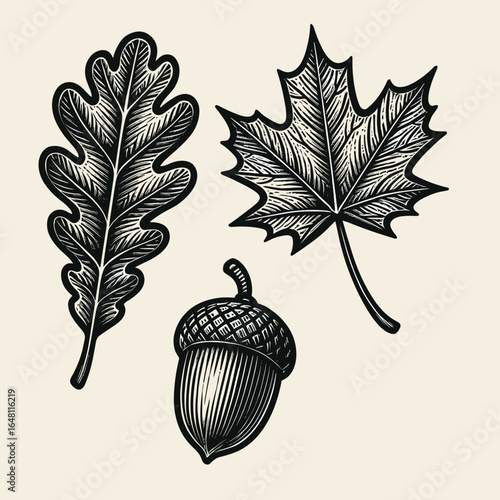 Linocut illustration of oak leaf, maple leaf, and acorn collection, vector black and white drawing SVG