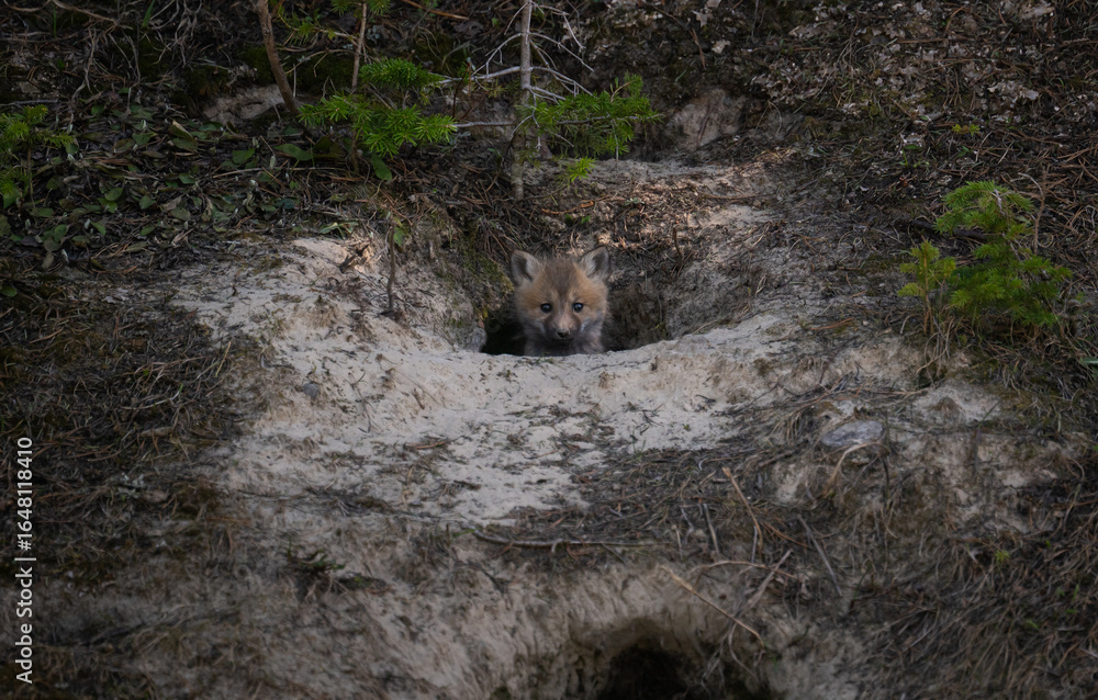 Fototapeta premium Red fox kits at their den in Canada